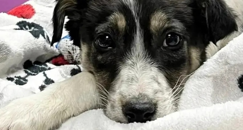 "Нас ждет голод!": новороссийская организация помощи бездомным животным на грани выживания - денег не хватает даже на корм