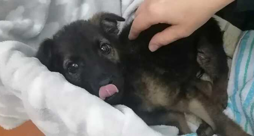 «Крош не разучился радоваться жизни!»: волонтеры в Новороссийске спасают парализованного щенка-колясочника