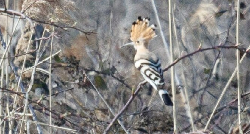 В Новороссийск прилетела необычная птичка и свела всех с ума 