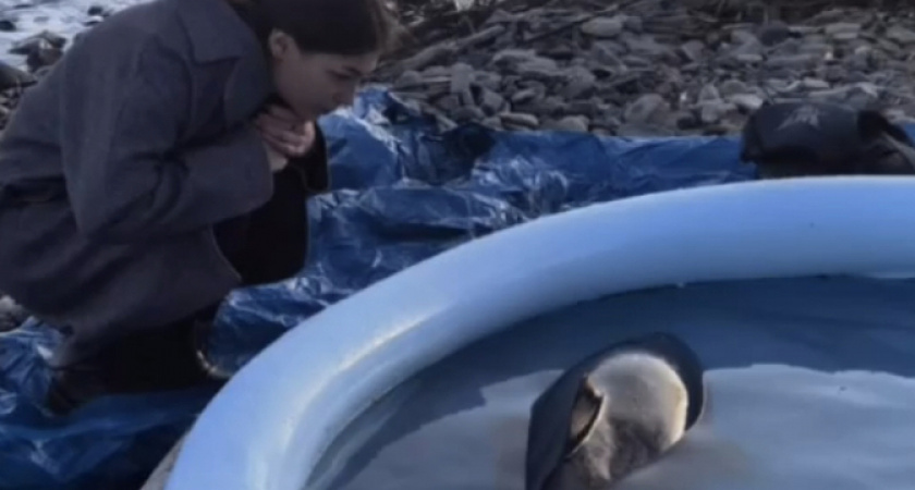 Беременную мертвым детенышем самку дельфина выбросило на берег в Новороссийске