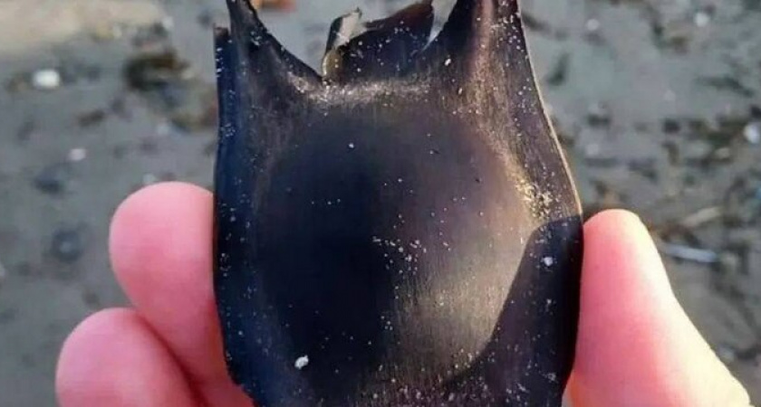 На пляже в Анапе было замечено «инопланетное существо»