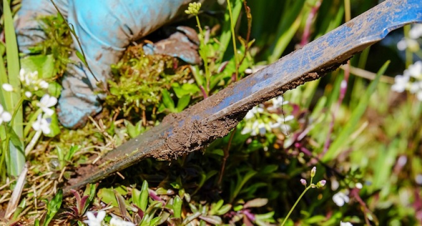 Чем полить траву, чтобы она не росла: народные средства