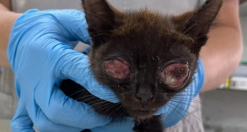 «Вместо глаз куски мяса!»: волонтеры в Новороссийске спасают котенка, ставшего жертвой живодеров