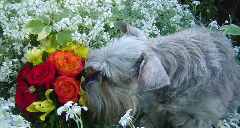 Эти цветы превратят сад в ароматный рай: запах не хуже французского парфюма за десятки метров