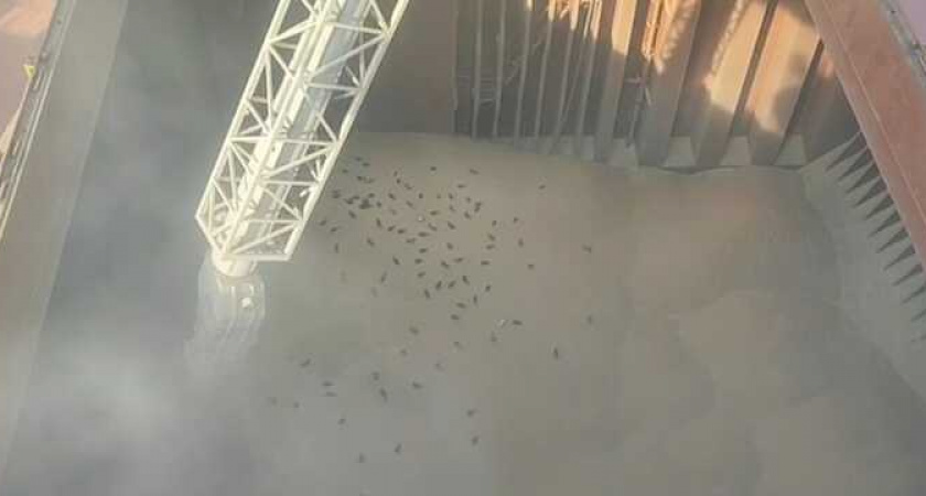 Из порта Новороссийск отправили еще одну партию зерна в Центральную Африканскую Республику