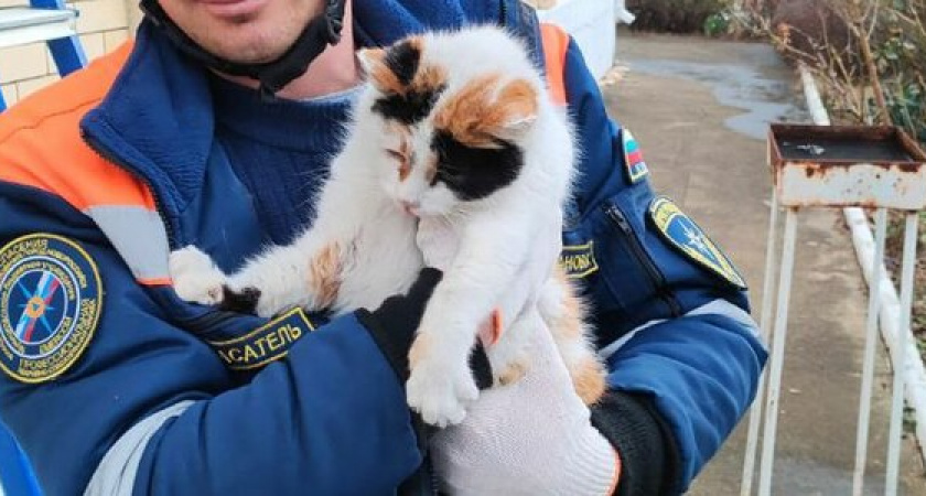 В поселке под Новороссийском спасли кошку, которая 3 дня просидела на дереве