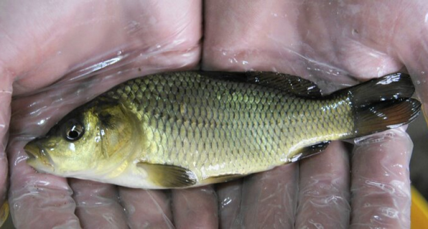 В Новороссийске в озеро Абрау выпустили сеголетку белого амура 