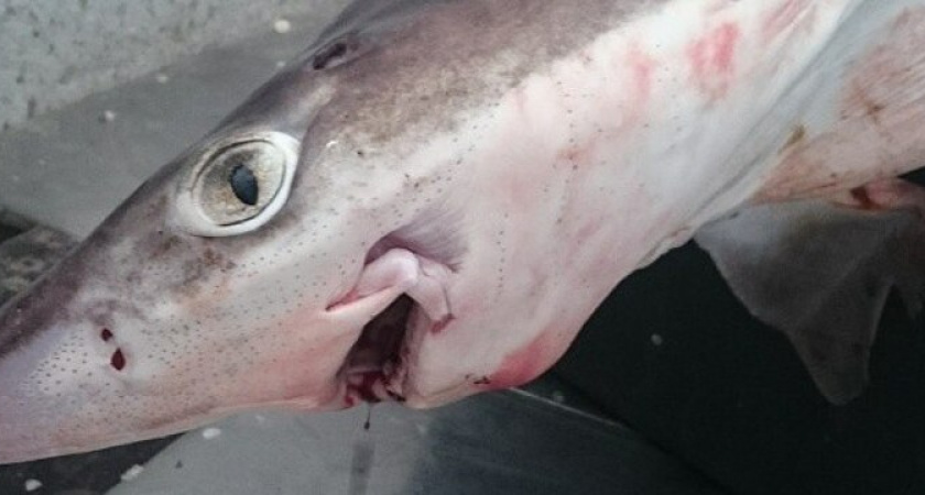 Рыбаки поймали акулу в Черном море