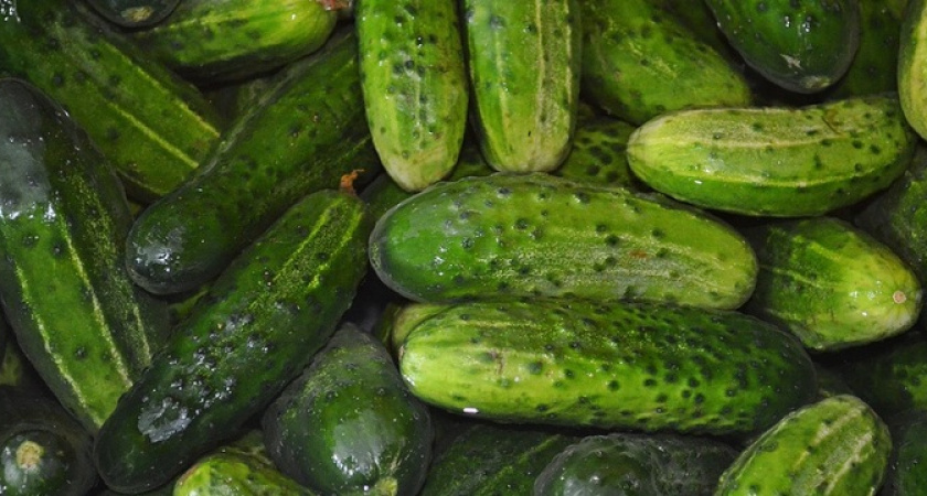 Спасение урожая: нужна лишь пластиковая бутылка