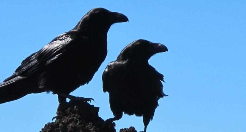 Попадут в лапы мошенников: Глоба рассказала, кто в мае окажется в беде