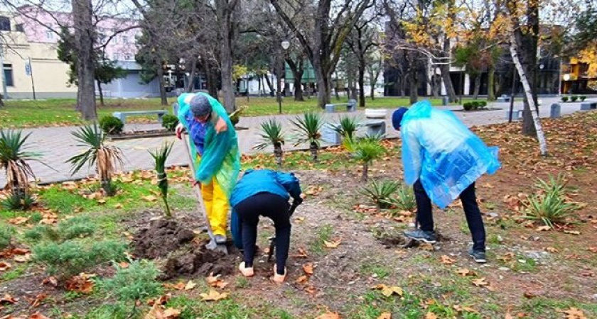 Энтузиасты продолжают создавать субтропический уголок в Новороссийске: высажены кипарисы, лавровишня, жимолость и другие растения