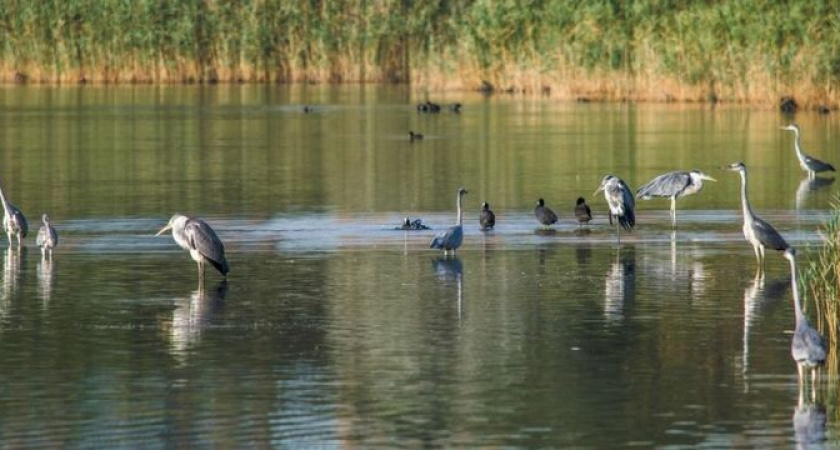Обилие краснокнижных растений и здоровая экосистема: какой была Суджукская лагуна Новороссийска 25 лет назад? 