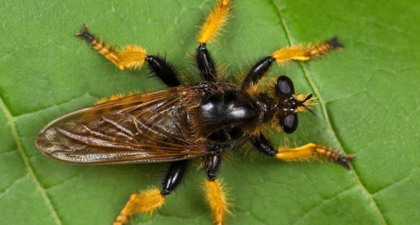 Разноцветные лягушки и пестрые бабочки: краснокнижные обитатели окрестностей Новороссийска