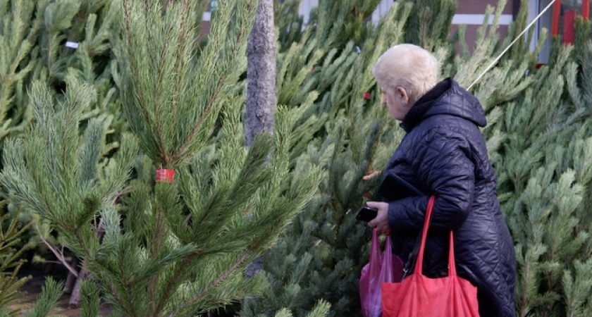 В этом году цены на живые сосны в Новороссийске выросли на 50 процентов