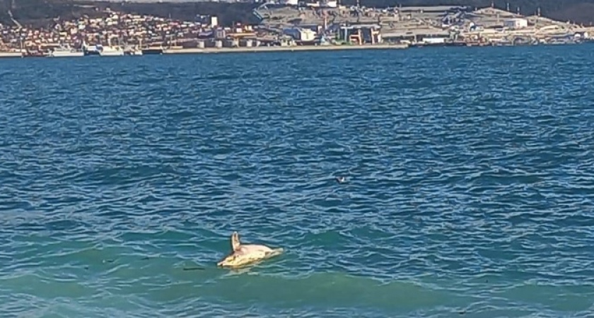 В Новороссийске к берегу снова прибило мертвого дельфина