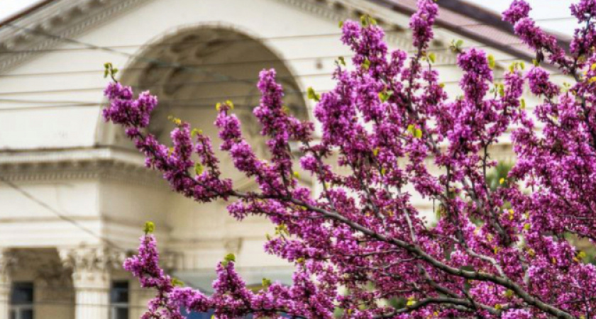Лето раньше срока! В Новороссийске всю неделю столбик термометра днем будет выше 25 градусов 