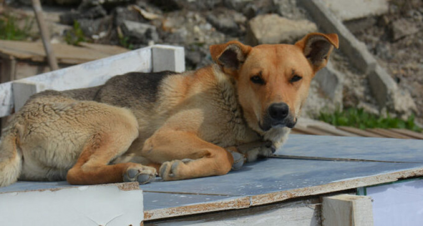 Сколько будут платить новороссийцы за своих потерявшихся собак, которых отловили на улице? 
