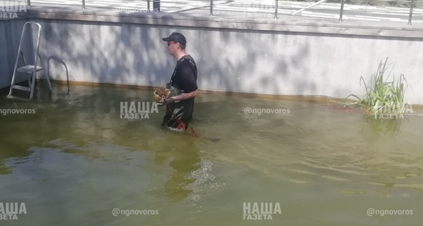 В парке Фрунзе в Новороссийске расцвела первая кувшинка и водный гиацинт