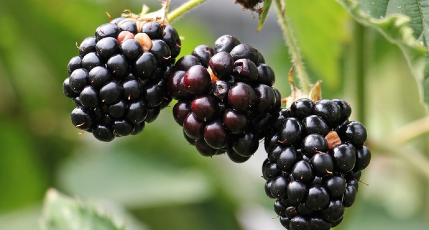 30 кг с куста: дачники обожают этот сорт ежевики