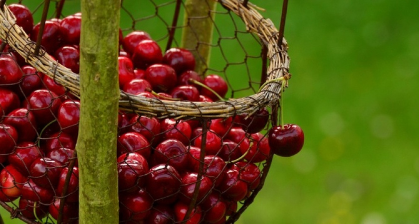 Крупные и сладкие плоды: 3 подкормки помогут для хорошего урожая вишни