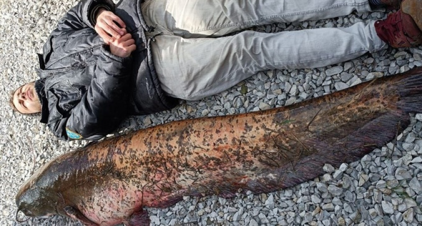 Жители Новороссийска поймали 42-килограммового пожилого сома длиною в человеческий рост