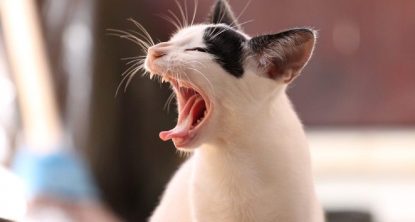 Всего ложку прямо в лоток: 1 копеечное чудо-средство избавит от едкого запаха навсегда