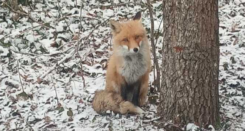Под Новороссийском лиса Анфиса регулярно приходит к охранникам частной базы за едой