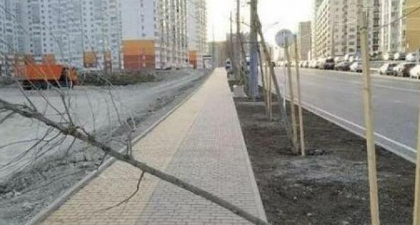 Все равно зазеленеет! В Новороссийске на улице Ахеджака высадят платаны