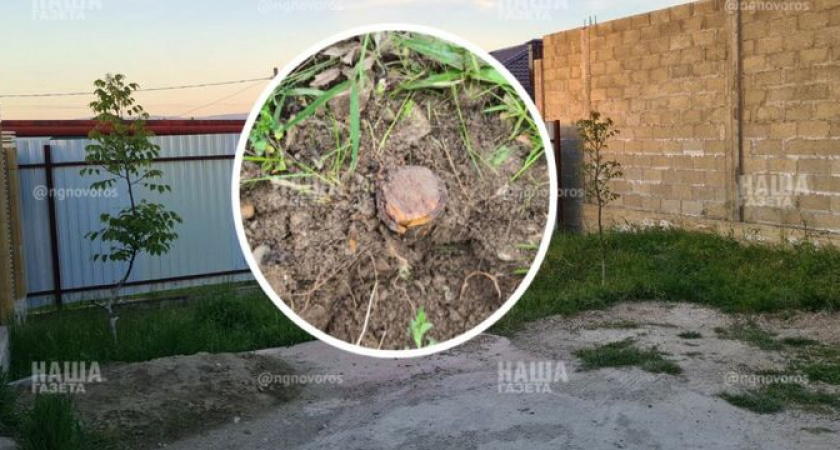"Я боюсь, что она снова это сделает! Мы установили видеонаблюдение!": в Новороссийске женщина выкорчевала не свое дерево - соседи в ярости