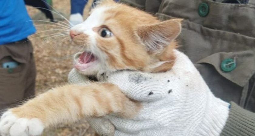 Пост добра: в Новороссийске спасатели вытащили котенка с дерева, просидевшего там трое суток