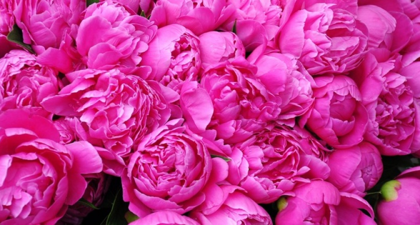 Не вздумайте удобрять пионы этим популярным средством: угробите цветы