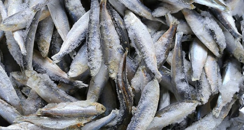 Ее есть вообще нельзя, а мы покупаем и на стол подаем: самая опасная рыба