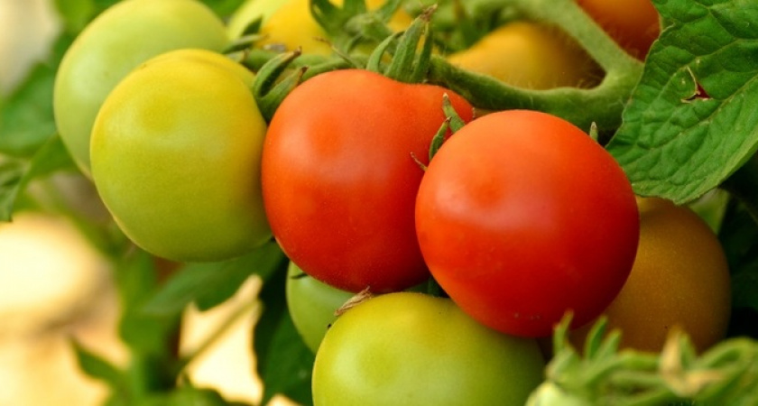 1 чайная ложка и помидоры попрут гроздьями: бабушкин способ, который всегда работает