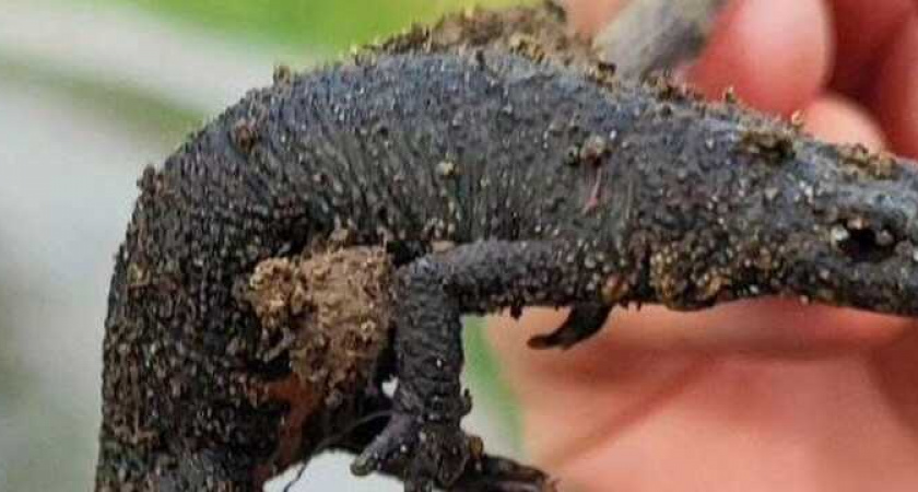 Жительница Анапы нашла «мини-динозавра»