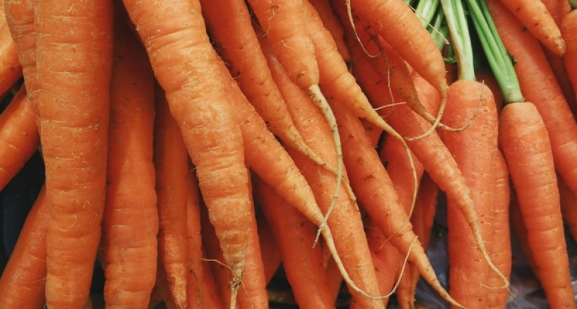 Когда сеять морковь и сажать картошку: наши бабушки определяли мгновенно