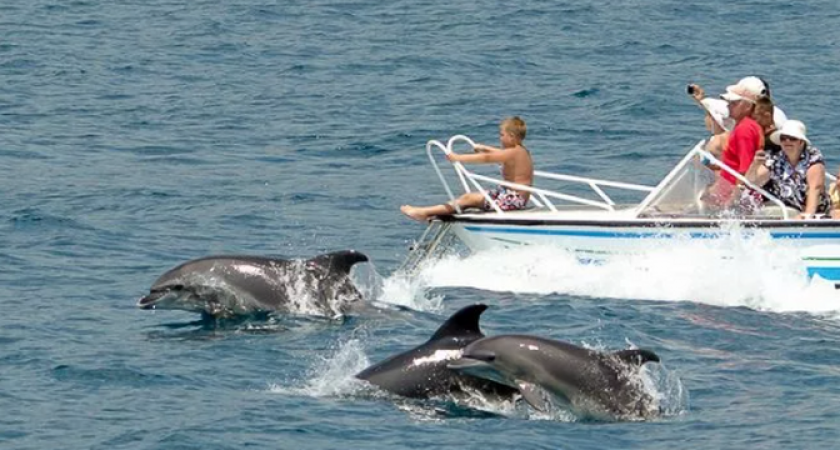 Капитаны прогулочных судов устраивают гонки за дельфинами на потеху туристам в Черном море