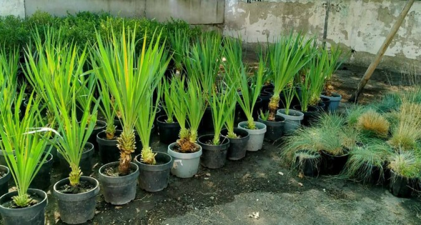 Скоро город зазеленеет и зацветет! В Новороссийске появится собственный питомник для выращивания растений