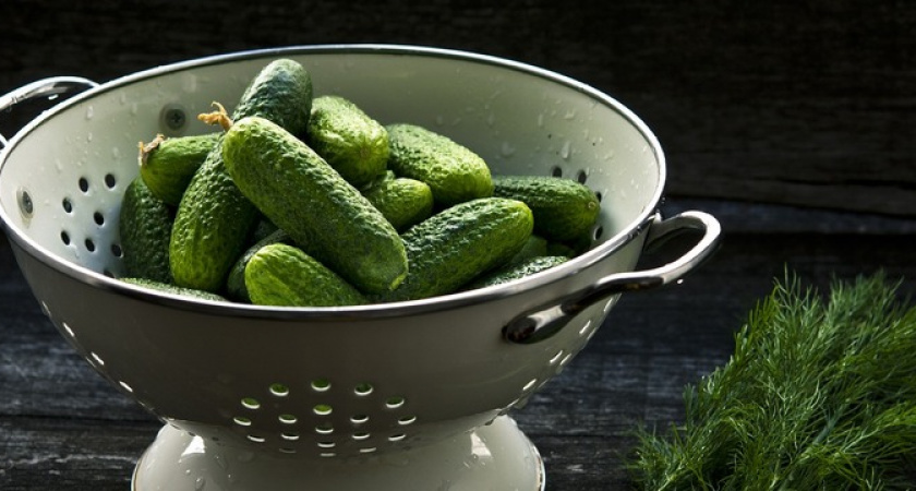 Огурцы засыпят урожаем: в июне полейте кусты этим суперраствором — завязи сохранятся, плодов будет  очень много