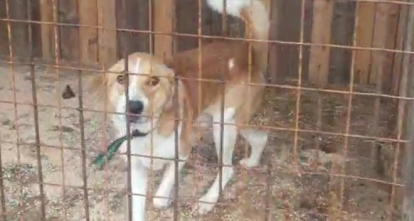 «Вот таких красавчиков выгоняют на улицу!»: активист из Новороссийска побывал на Полигоне, где содержат бездомных псов