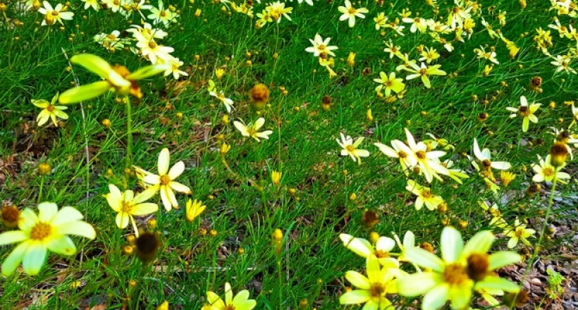 Проверенное средство от клещей для людей и животных: стоит копейки , а защищает лучше магазинного аэрозоля