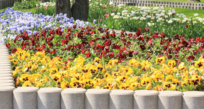 Власти Новороссийска потратят почти 11,5 миллиона рублей на покупку летних цветов
