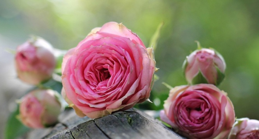 Насекомые разбегутся: опрыскайте этим кусты роз – всего 1 ложка на ведро