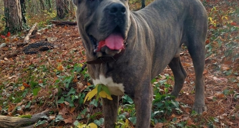 В Новороссийске живет собака - донор крови