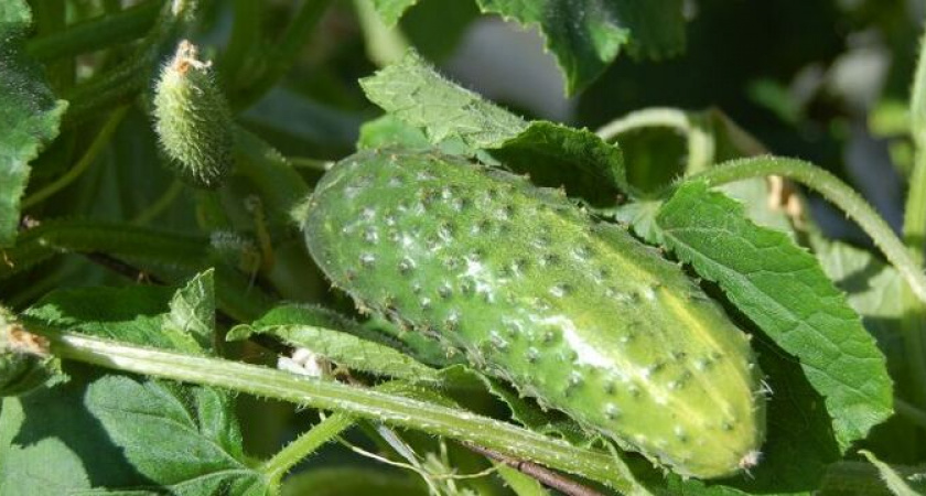 Огурцы это просто обожают: подкормите их этим средством из кухни