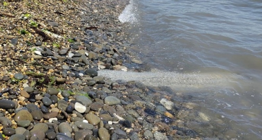 «Это что, сброс канализации? Вот так, у всех на виду?»: туристы обнаружили трубу, из которой вода хлещет прямо в море на пляже «Нептун»