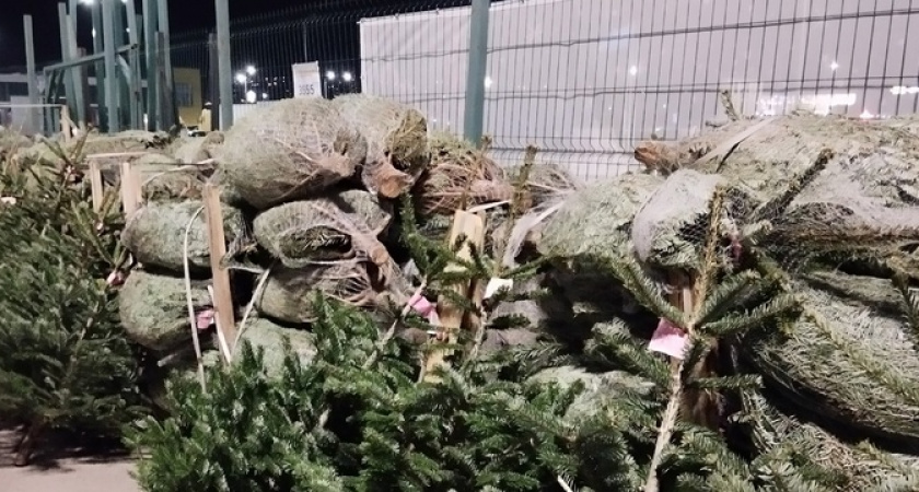 В Новороссийске начали продавать живые новогодние деревья. Не рановато?
