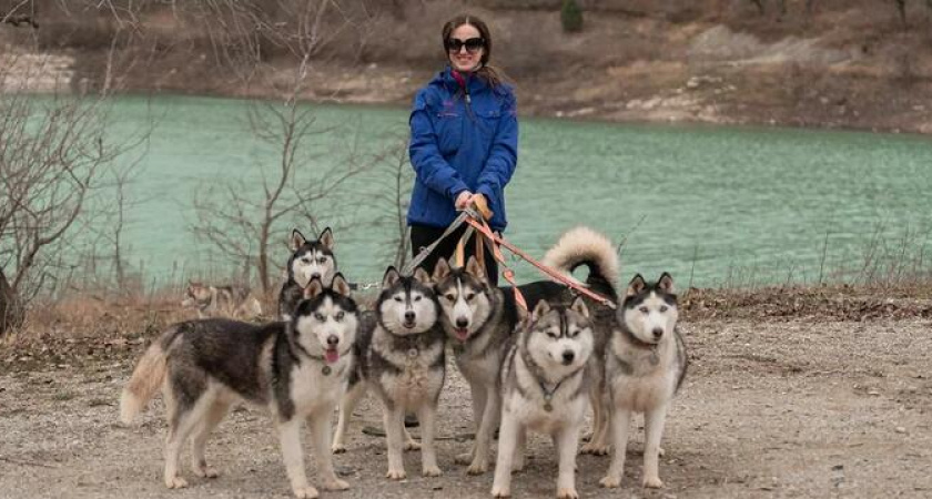 «Животные могут остаться без медицинской помощи!»: команда помощи хаски в Новороссийске задолжала ветклинике почти полмиллиона рублей