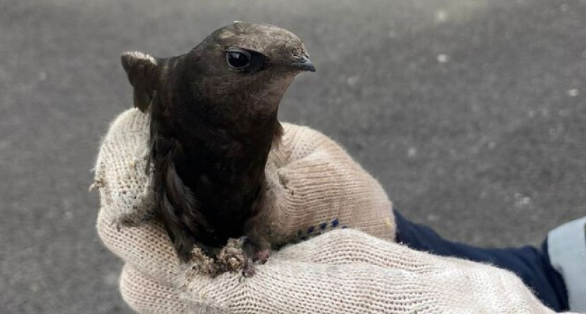 Новороссийские спасатели продолжают приходить на помощь попавшим в беду животным