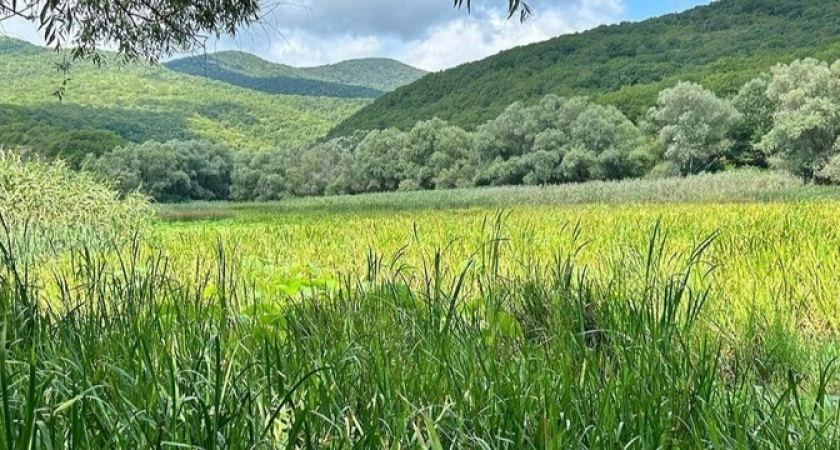 На озере Бам под Новороссийском почти не осталось лотосов: водоем обмелел и зарос камышом
