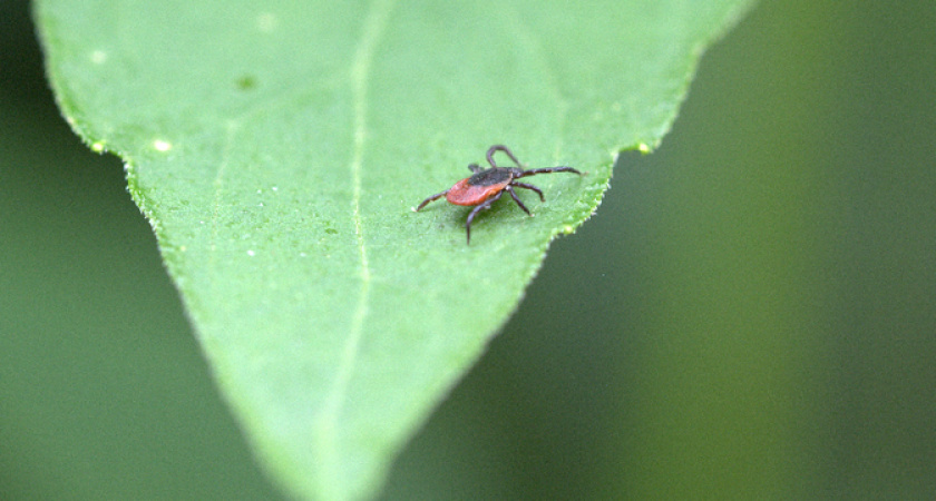 Клещи боятся этого как огня. Несколько капель и вы под защитой